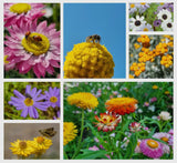 HAPPY BIRTHDAY BEEAUTIFUL – AUSTRALIAN WILD FLOWER SEEDS - 1 GRAM