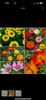 WITH DEEPEST SYMPATHY – WILD FLOWERS