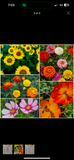 WITH DEEPEST SYMPATHY – WILD FLOWERS